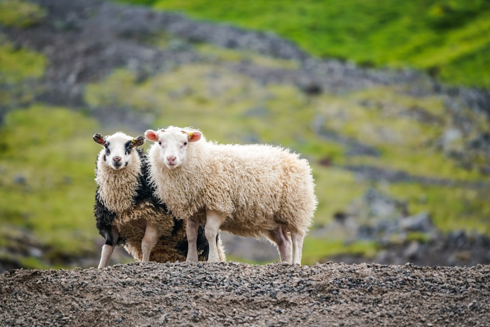 two white sheeps standing on mountain