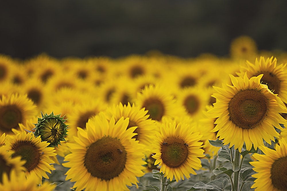 person showing sunflower field