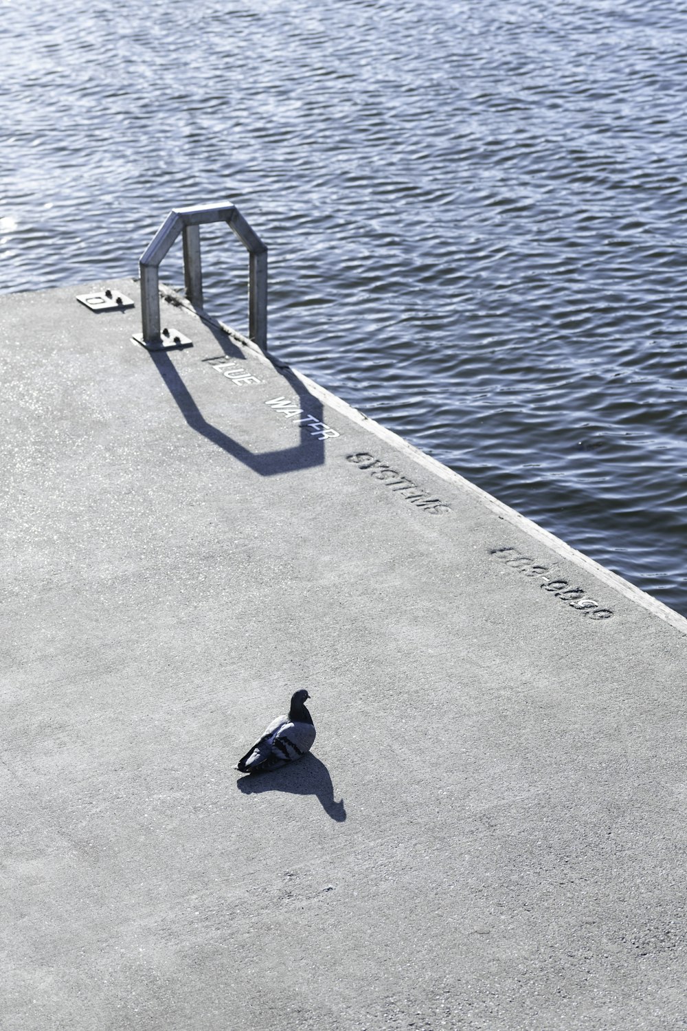 gray and black pigeon on gray concrete dock