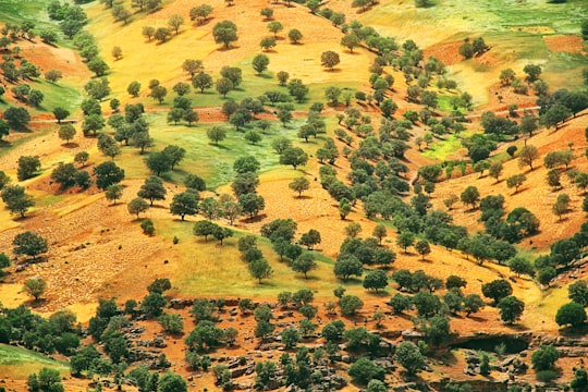green trees in Yasuj Iran