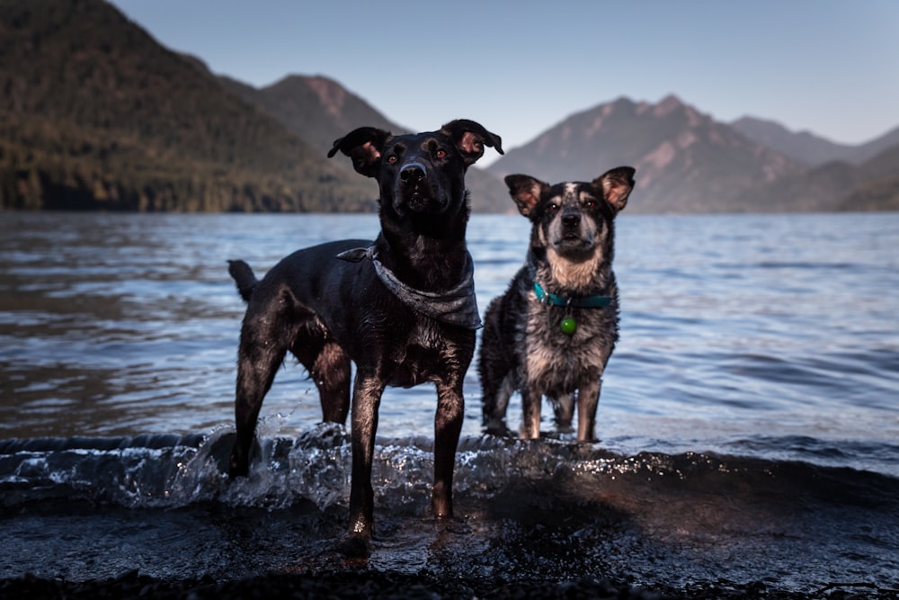two adult black and tan dogs standing on shore