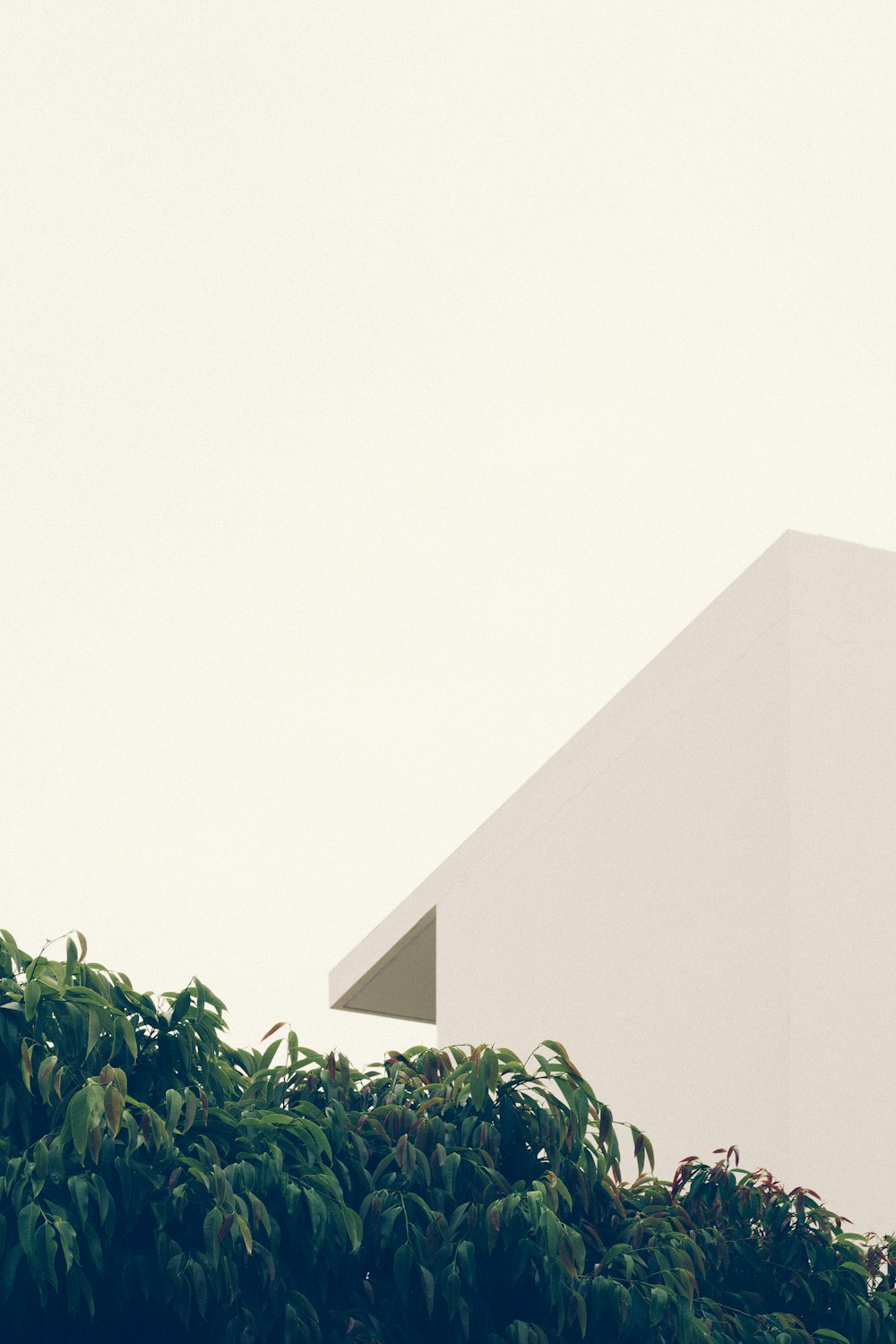 green leafed tree beside white concrete building