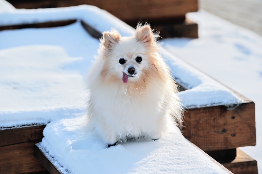 weißer Hund mit langem Fell