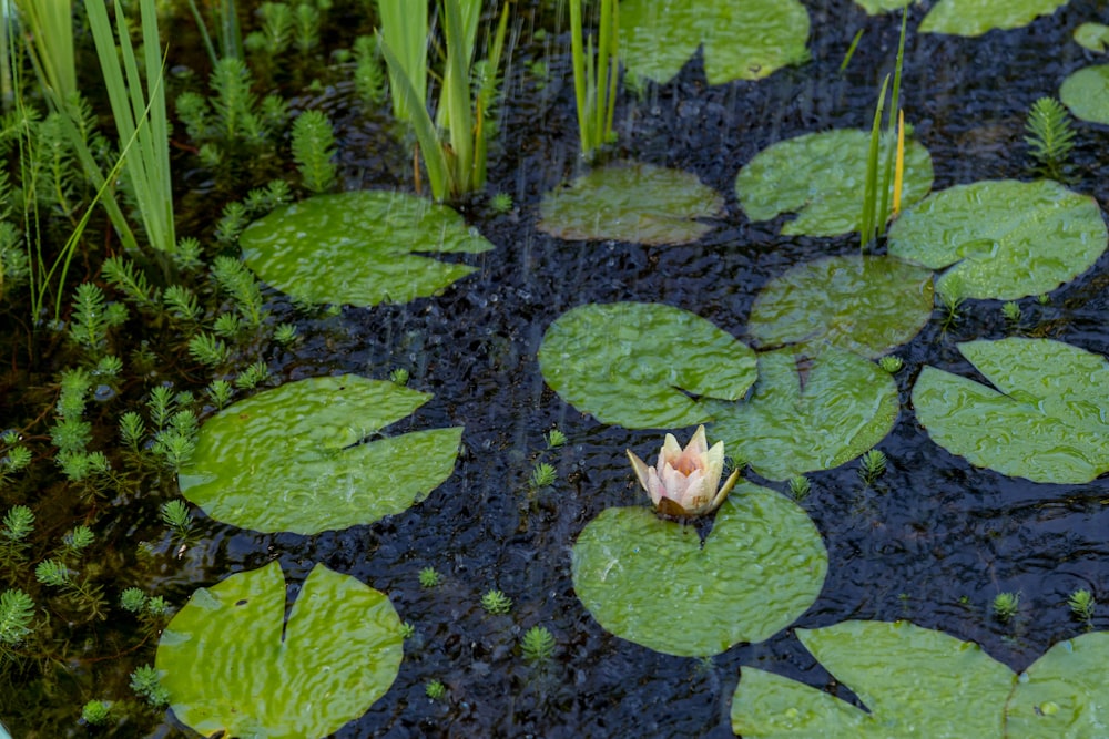 Nenúfares brancos e alaranjados na água