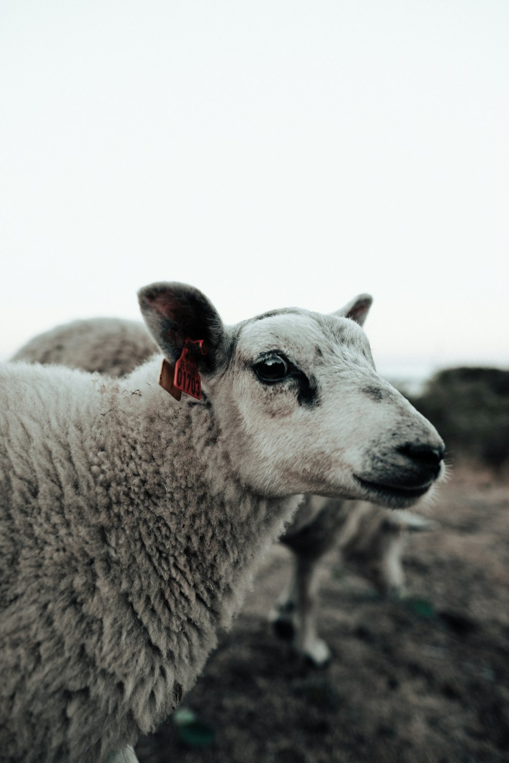 closeup photo of white sheep