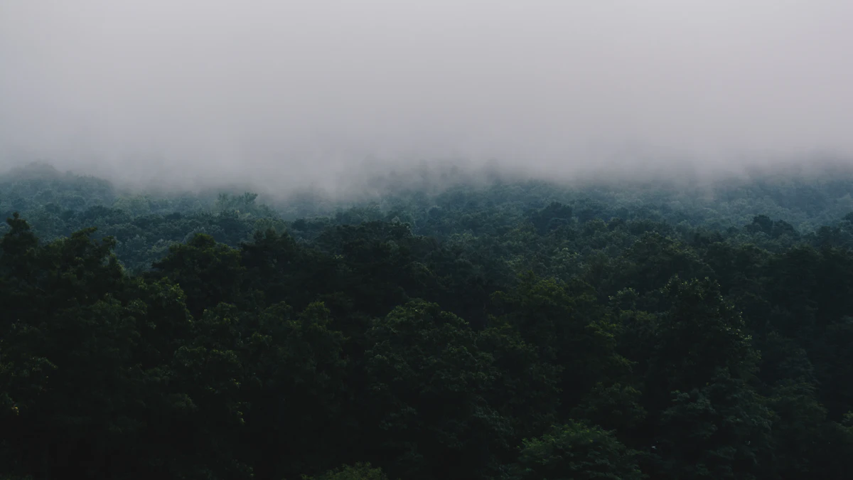 Fog hanging low over a dark green forest at Massanutten, Virginia