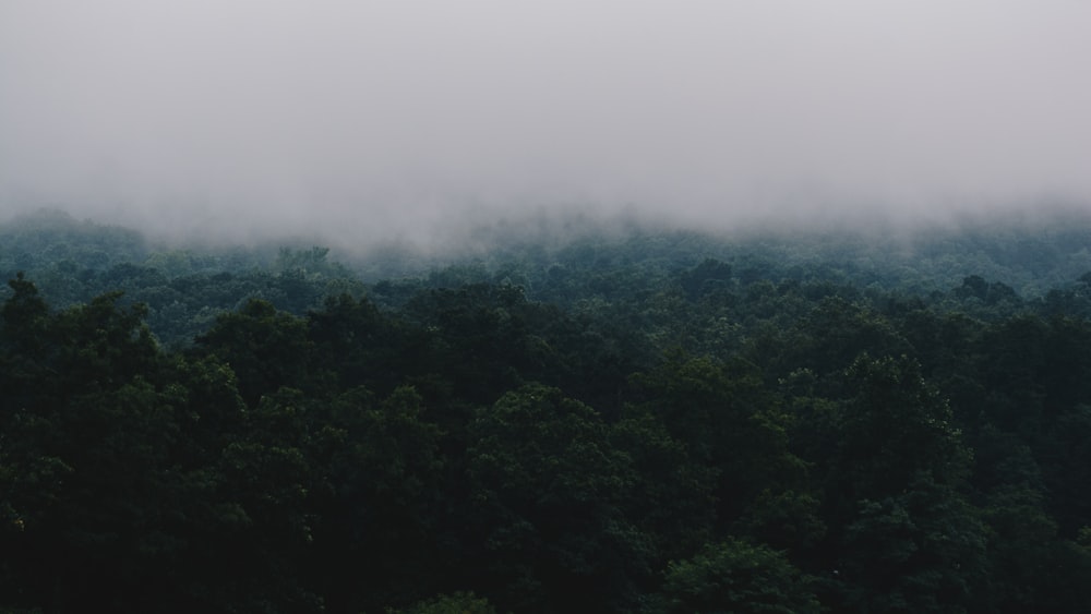 green high trees under white sky at daytime