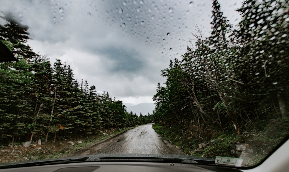 gray road between green trees during daytime