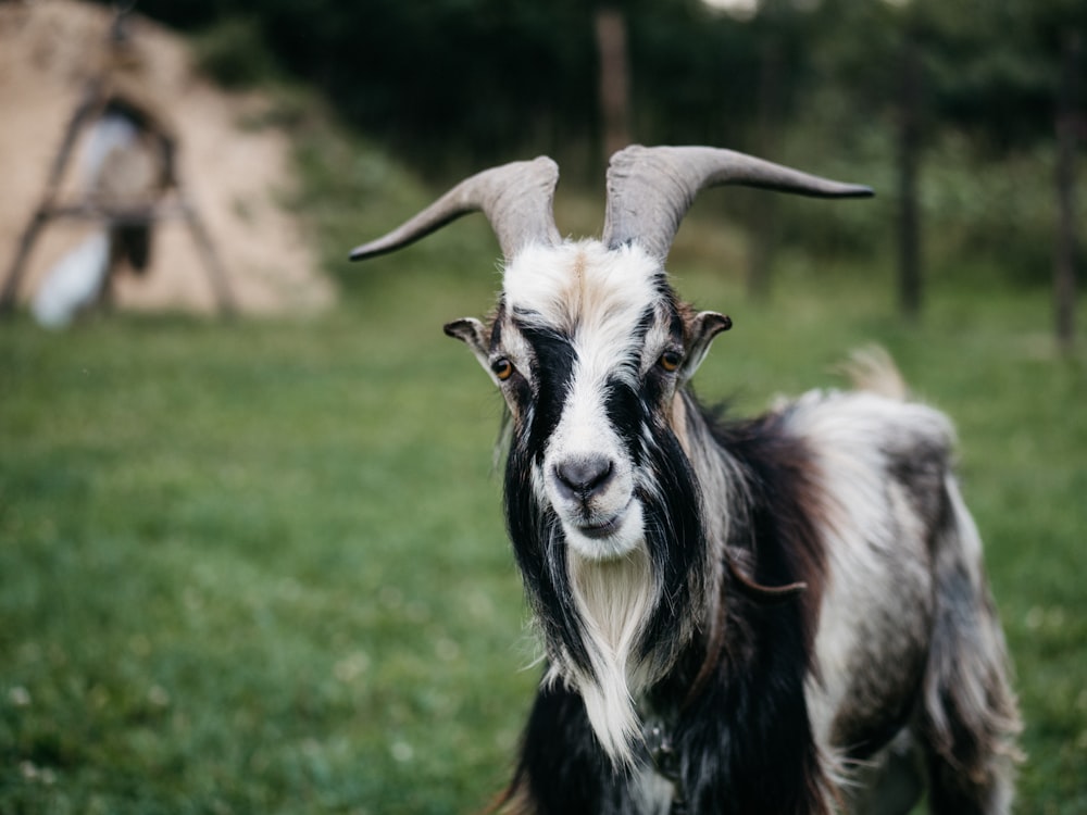 black and white goat on grass field during day