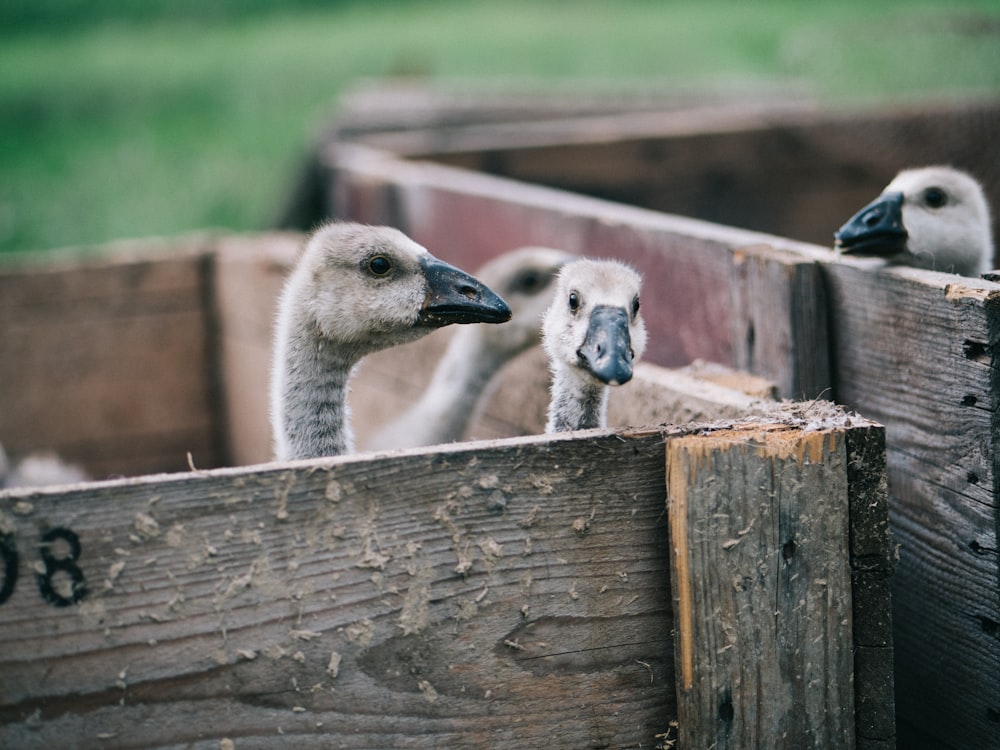 brown ducks on brown wooden crates