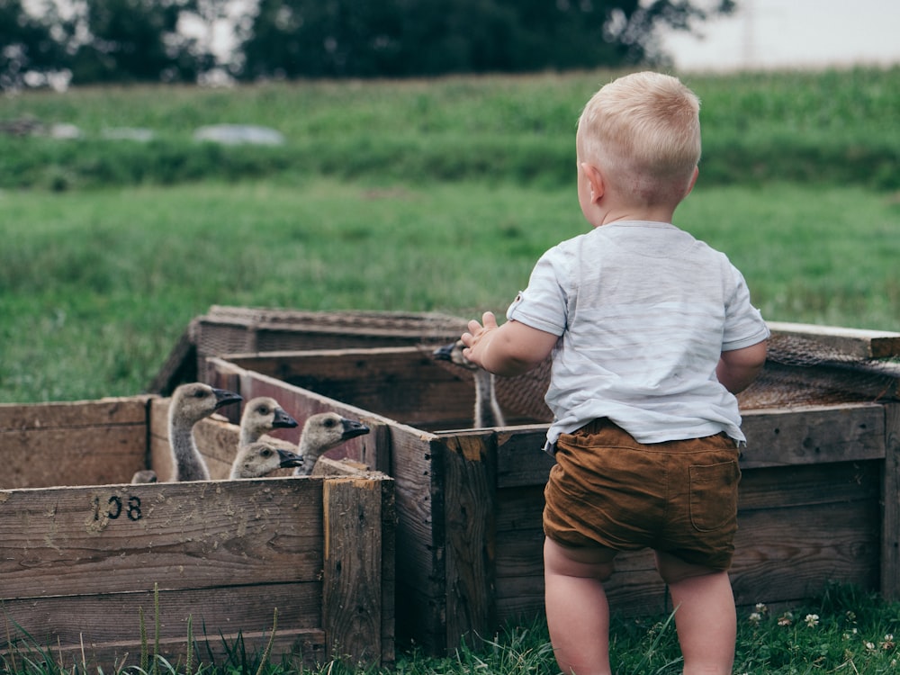 toddler in front of flock of ducklings inside crates