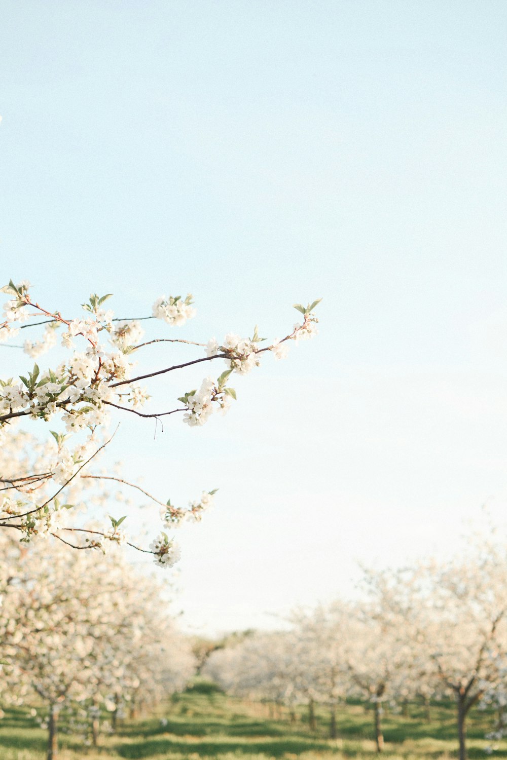 trees on green grass field