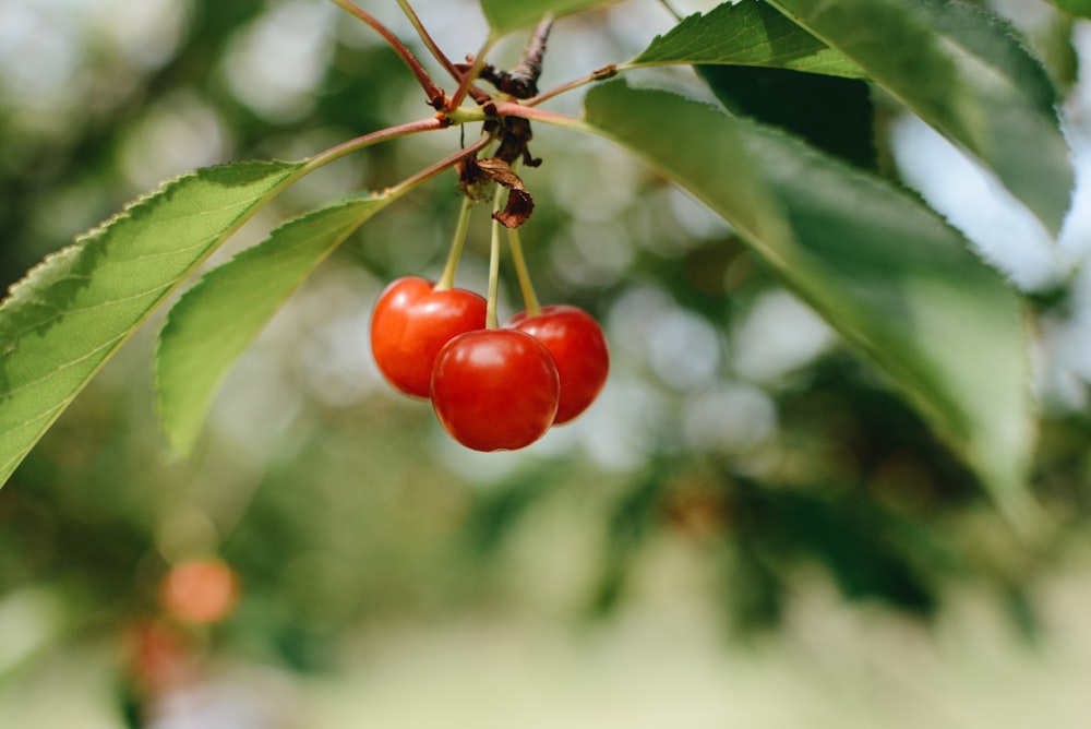 Fotografia a fuoco selettivo di ciliegie rosse