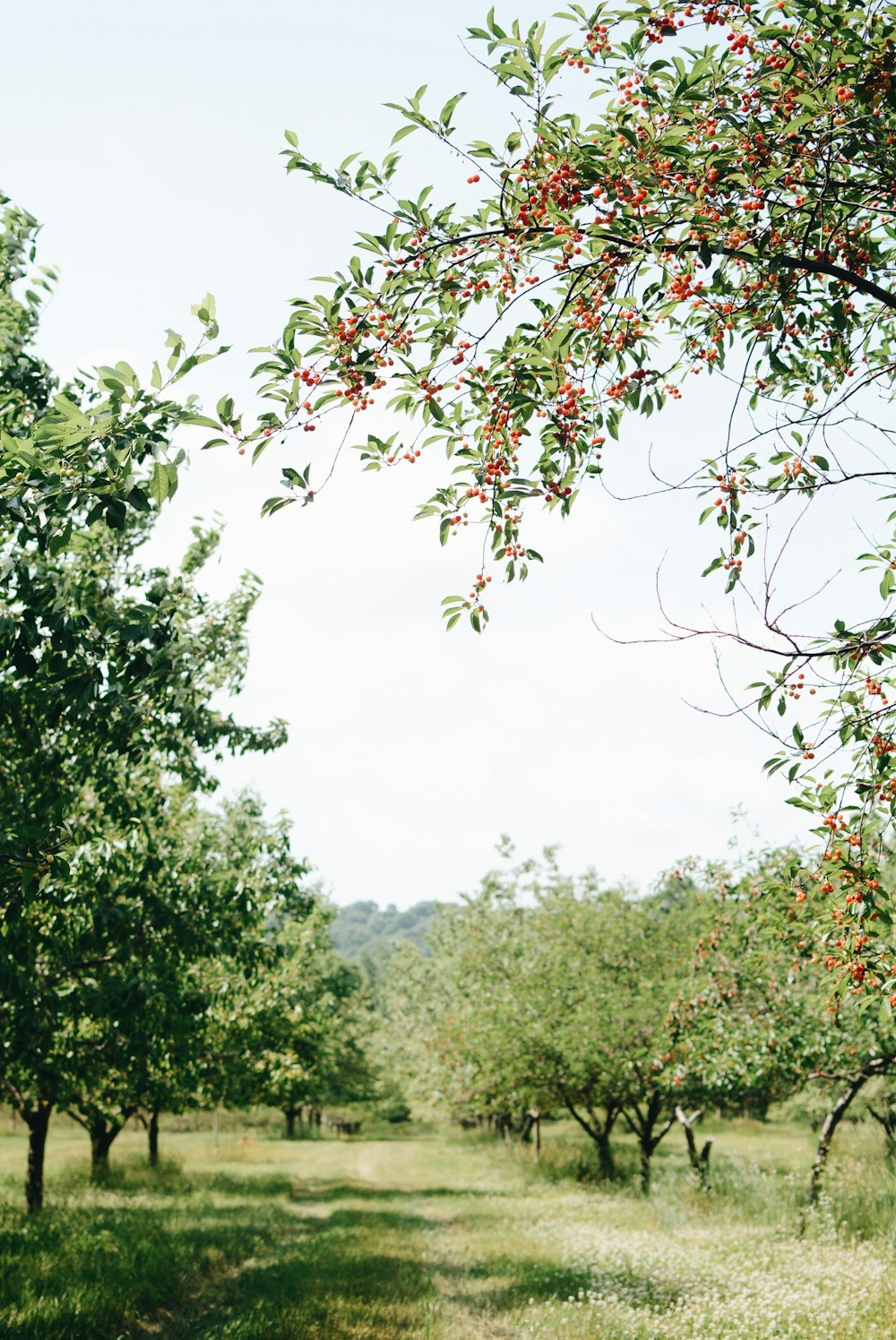 green leafed tree