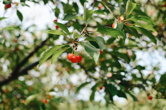An image of a cherry tree branch with several ripe cherries and lush green leaves. Sunlight filters through the foliage, creating a soft, natural background blur.