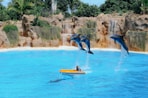 three dolphin jumps to swimmer