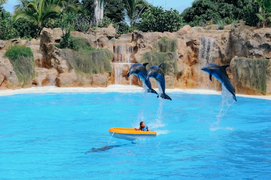 Loro Parque things to do in Masca