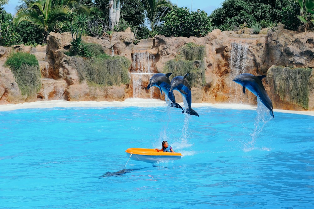 three dolphin jumps to swimmer