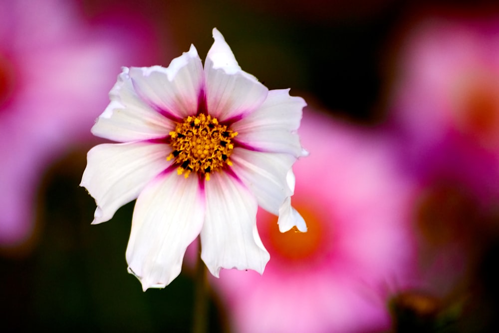 weiße und rosa blättrige Blume Nahaufnahme