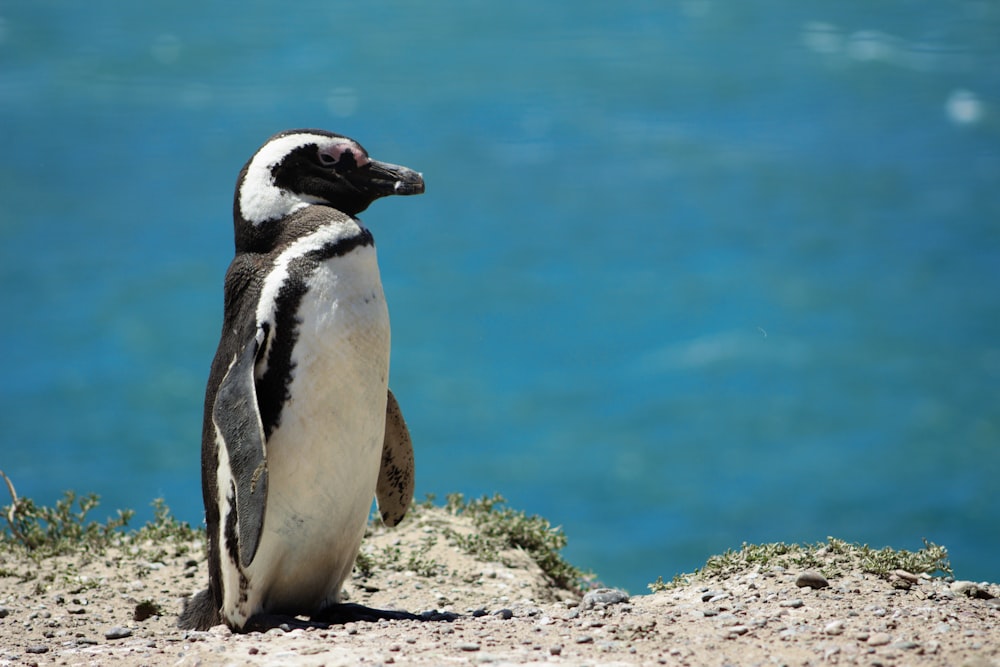 penguin during daytime