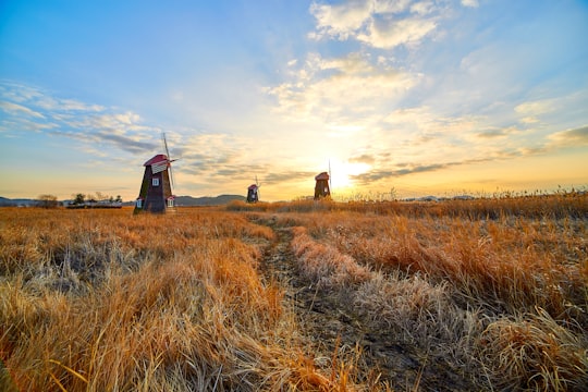 red and brown windmill on brown field in Incheon South Korea