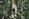 gray rodent on tree branch