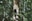 gray rodent on tree branch