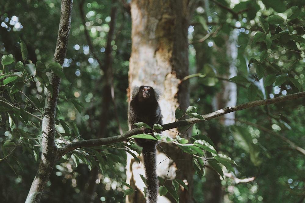 gray rodent on tree branch