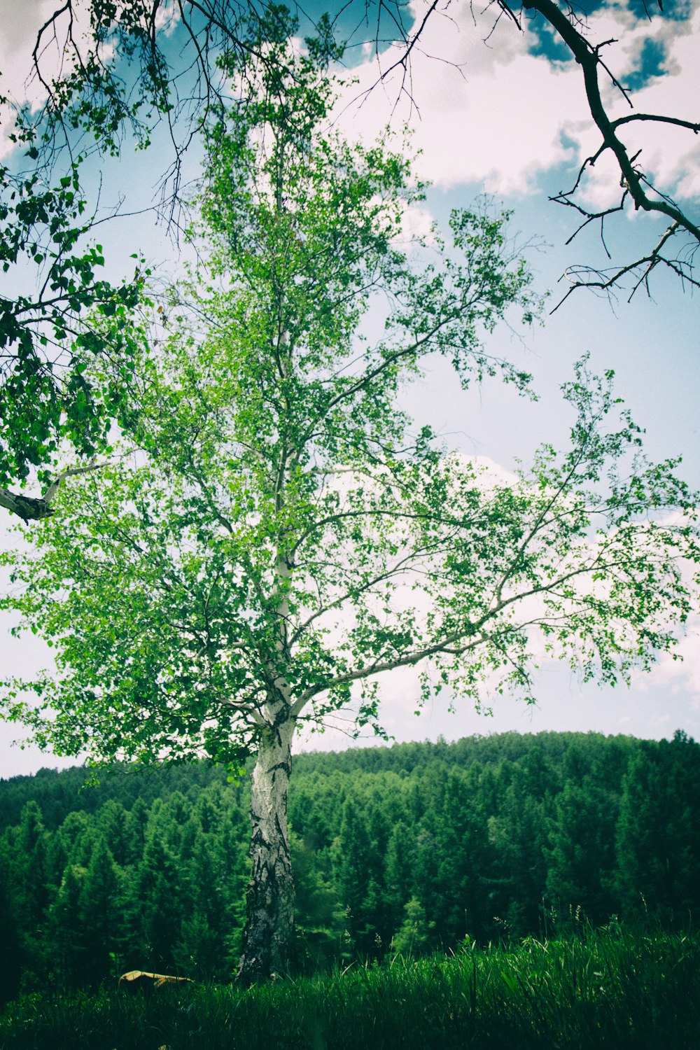 green leafed tree during daytime