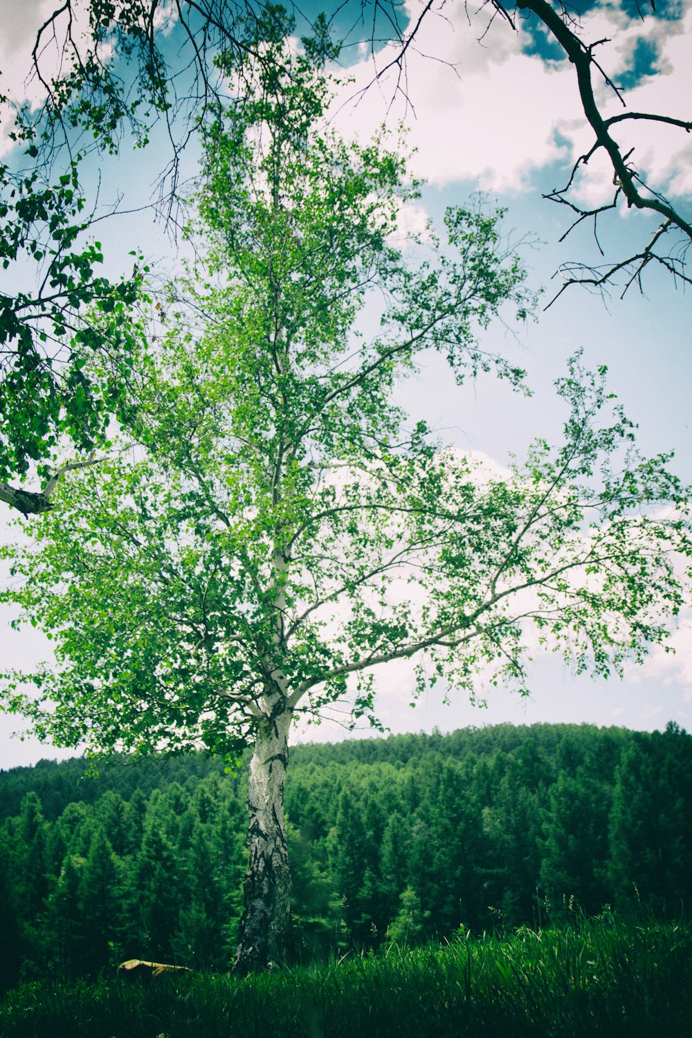 árbol de hojas verdes durante el día
