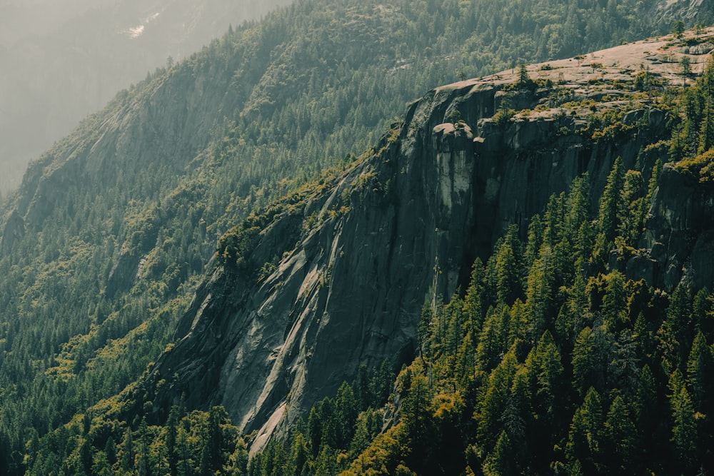 photo of green pine trees on rocky mountain during daytime