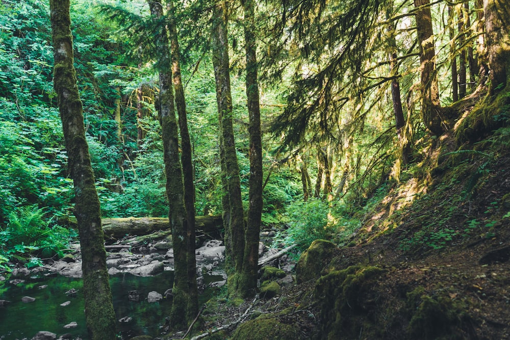 tall green trees at daytime