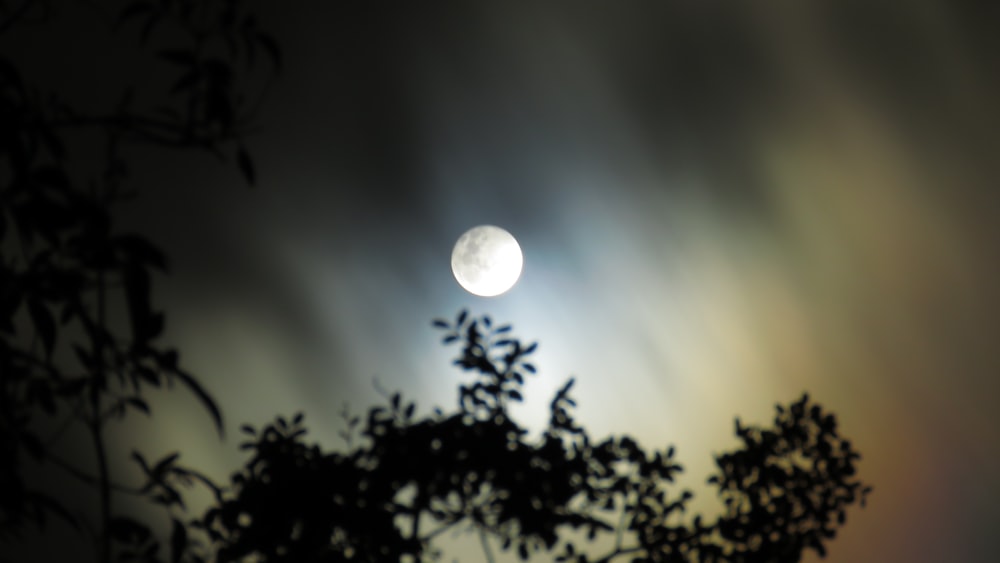 full moon in worm's eye view