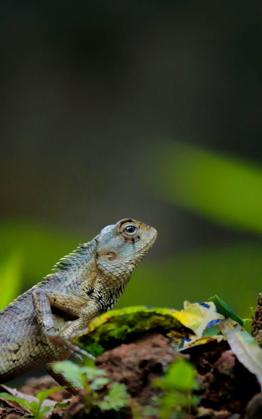 selective focus photography of brown and gray bearded dragon
