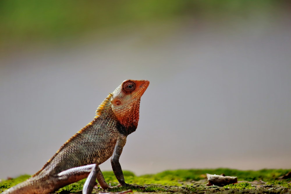 shallow focus photography of bearded dragon
