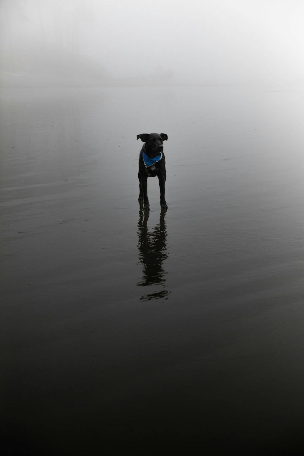black dog standing on body of water