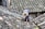 A person wearing a wide-brimmed straw hat is working on repairing or inspecting a roof made up of traditional grey tiles. The roof tiles are arranged in an overlapping pattern and show various shades of grey, with patches of moss or discoloration.