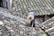 A person wearing a wide-brimmed straw hat is working on repairing or inspecting a roof made up of traditional grey tiles. The roof tiles are arranged in an overlapping pattern and show various shades of grey, with patches of moss or discoloration.