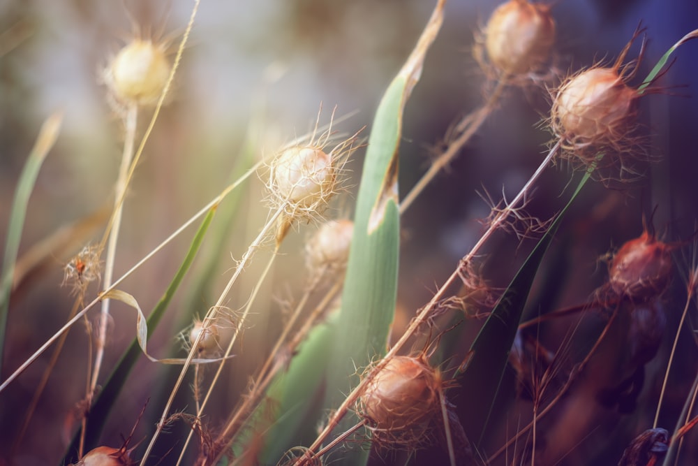 close-up photography of plant