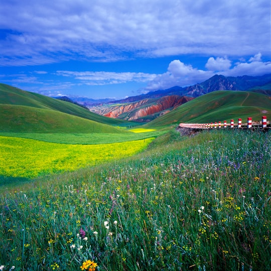 green grass field at daytime in Qilian Mountain China