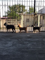 Three dogs are standing in a line on a concrete surface in front of a metal gate. The background includes some trees and buildings with sunlight creating shadows on the ground.