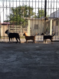 Three dogs are standing in a line on a concrete surface in front of a metal gate. The background includes some trees and buildings with sunlight creating shadows on the ground.