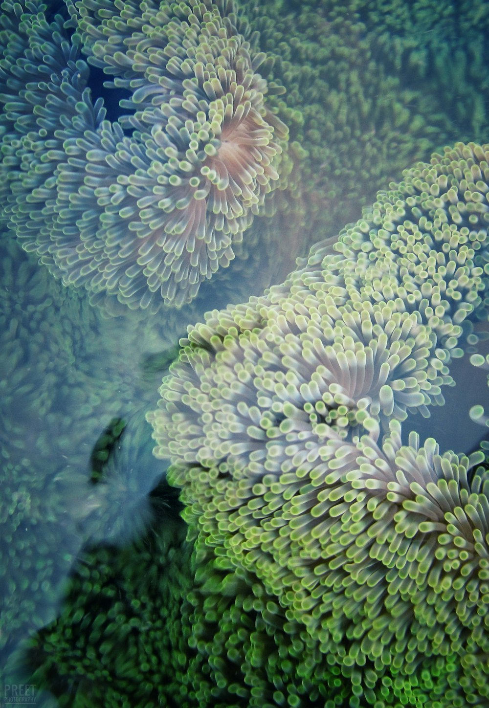 green coral