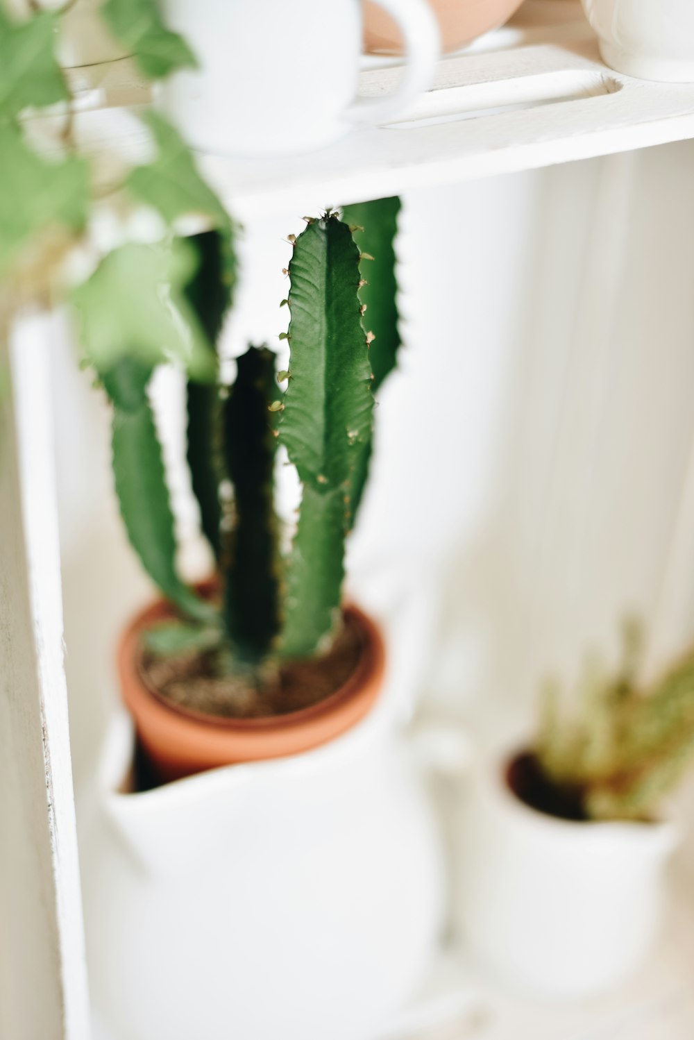 Fotografia macro do plano Cactus