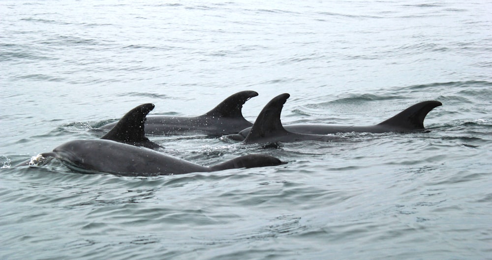 Fotografía de primer plano de cuatro delfines negros durante el día