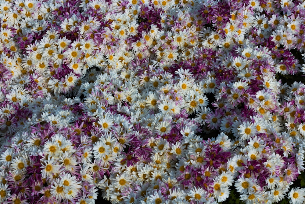 white daisy flower bed eagle eye view
