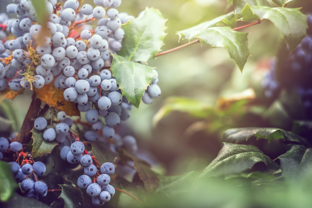 Selektives Fokusfoto von Heidelbeeren