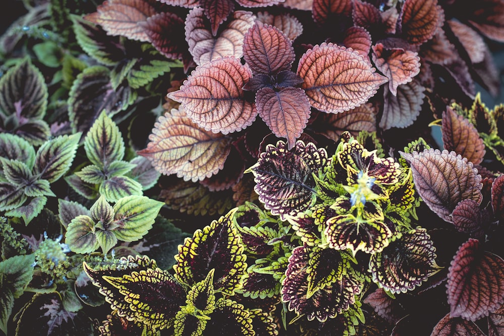 purple and green coleus