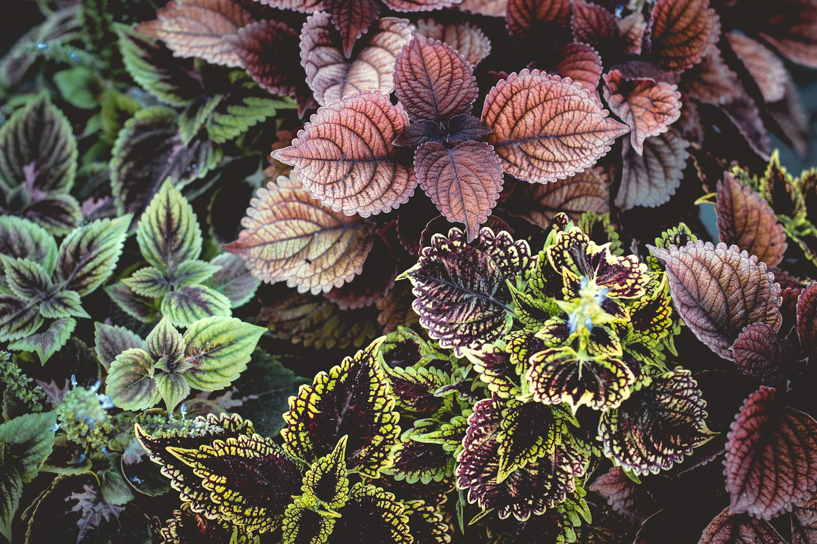 Canon EOS 80D + Canon EF 50mm F1.4 USM sample photo. Purple and green coleus photography