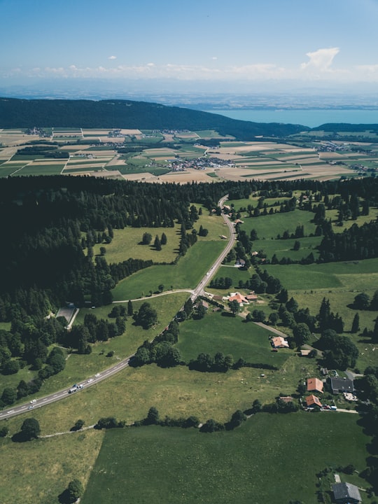 aerial view of green trees and sea shore in Vue des Alpes Switzerland